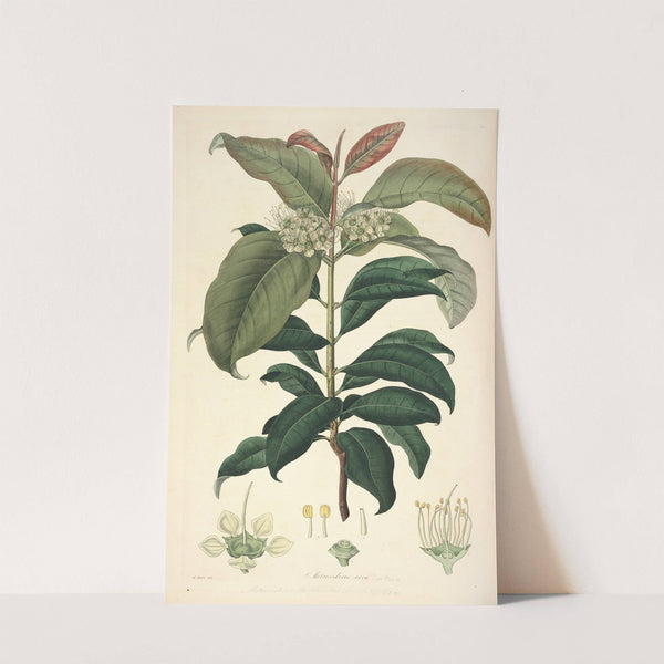 Collectanea botanica Pl.18 by John Lindley