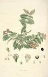 Collectanea botanica Pl.19