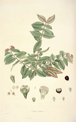 Collectanea botanica Pl.19