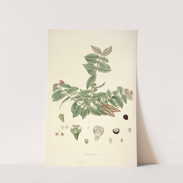 Collectanea botanica Pl.19 by John Lindley