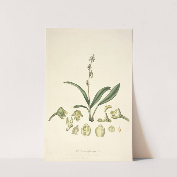 Collectanea botanica Pl.20 by John Lindley