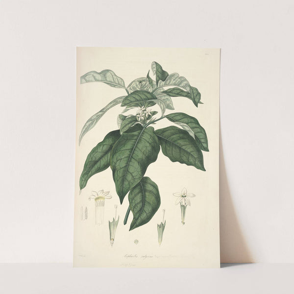 Collectanea botanica Pl.21 by John Lindley