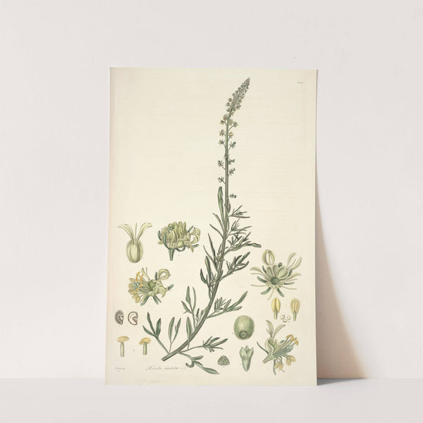 Collectanea botanica Pl.22 by John Lindley