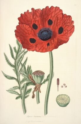 Collectanea botanica Pl.23