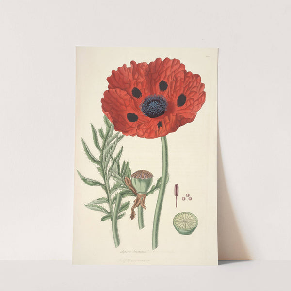 Collectanea botanica Pl.23 by John Lindley