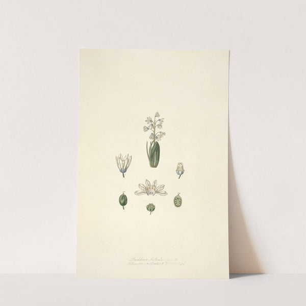 Collectanea botanica Pl.24 by John Lindley