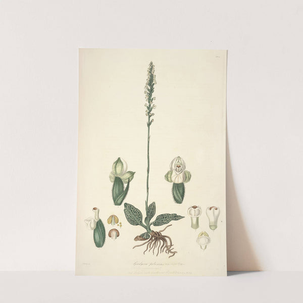Collectanea botanica Pl.25 by John Lindley