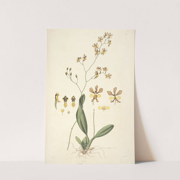 Collectanea botanica Pl.27 by John Lindley