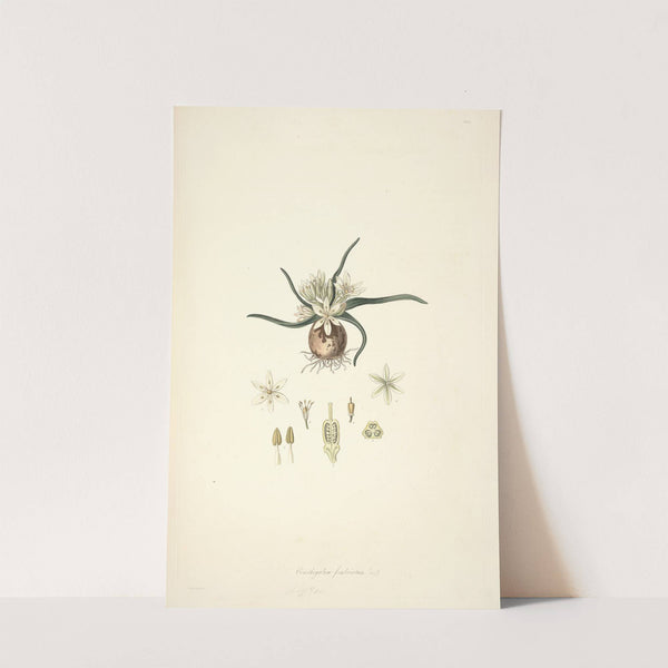 Collectanea botanica Pl.28 by John Lindley