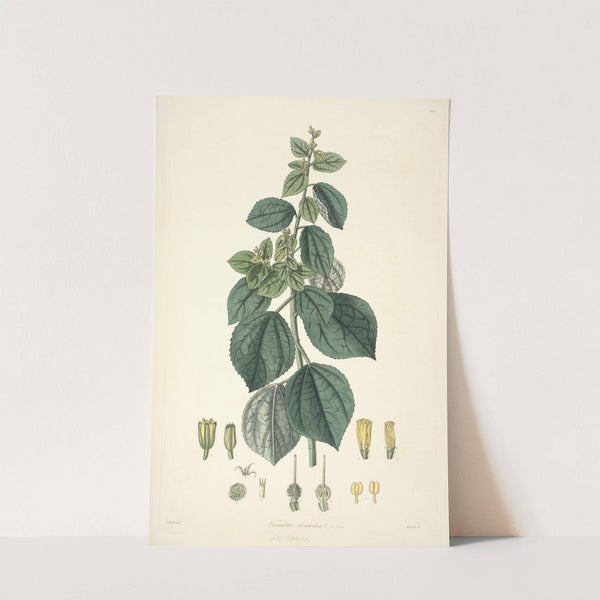 Collectanea botanica Pl.29 by John Lindley