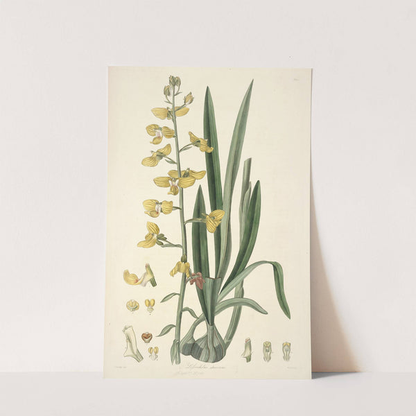 Collectanea botanica Pl.31 by John Lindley