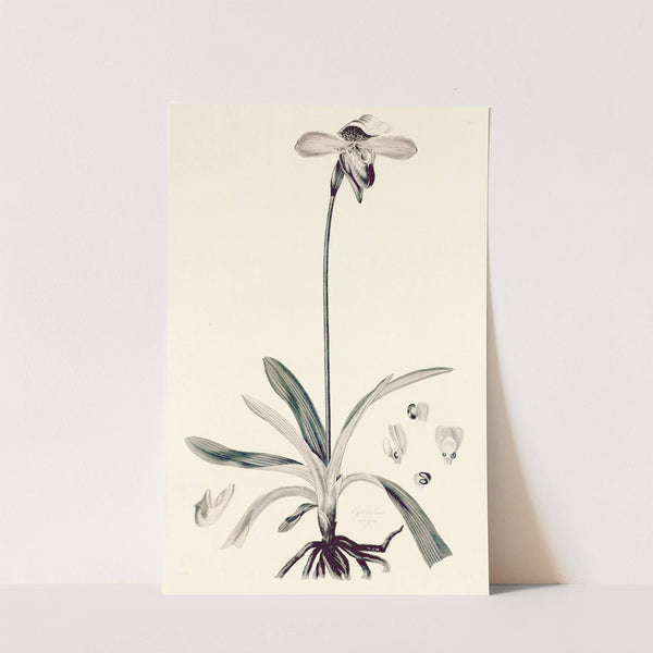 Collectanea botanica Pl.32 by John Lindley