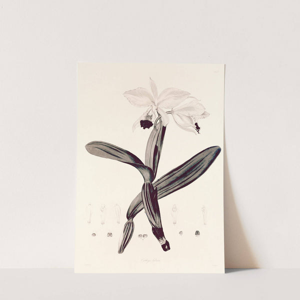 Collectanea botanica Pl.33 by John Lindley