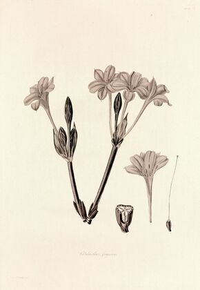 Collectanea botanica Pl.34