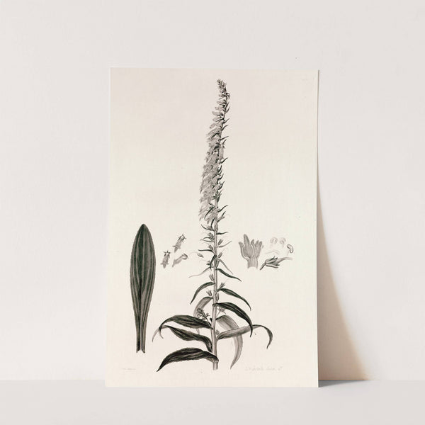 Collectanea botanica Pl.35 by John Lindley