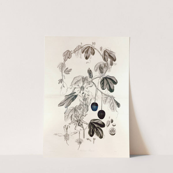 Collectanea botanica Pl.36 by John Lindley