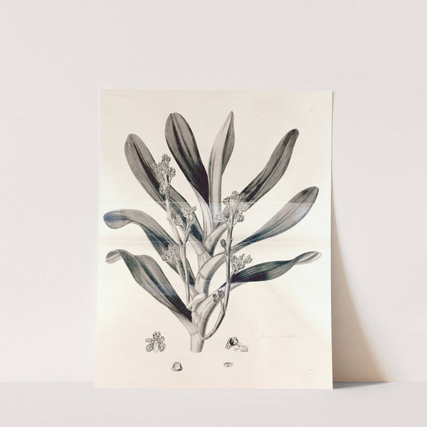 Collectanea botanica Pl.38 by John Lindley