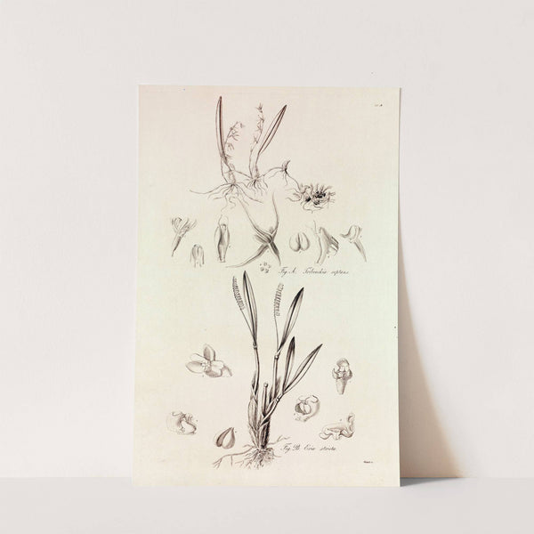 Collectanea botanica Pl.41 by John Lindley