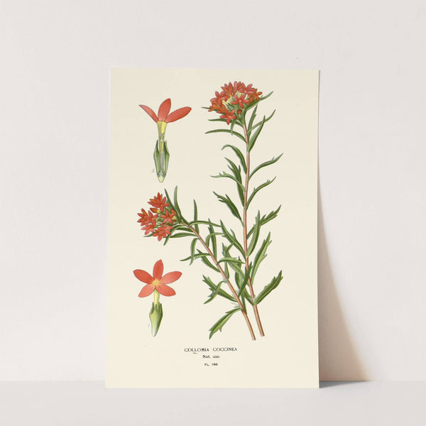 Collomia Coccinea (1896-1897) by Edward Step