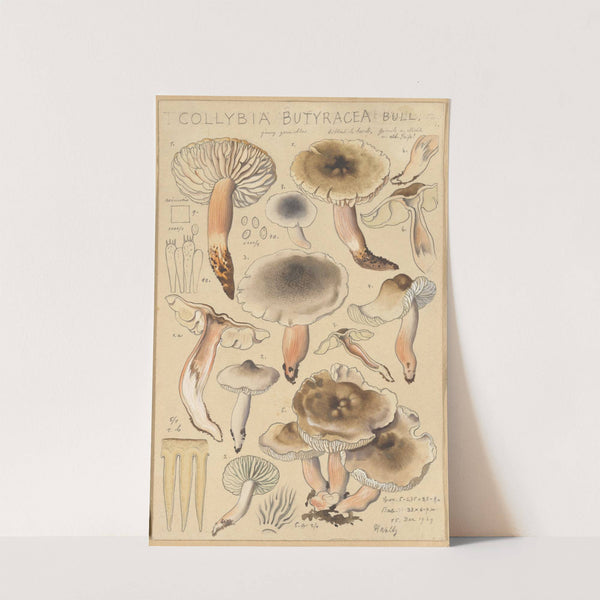 Collybia butyracea (1915-1945) by Hans Walty