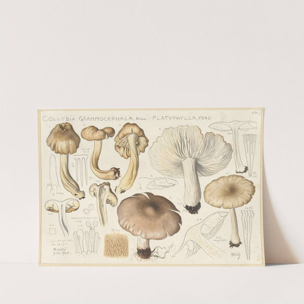 Collybia grammocephala Bull., platyphylla, Pers. (1915-1945) by Hans Walty