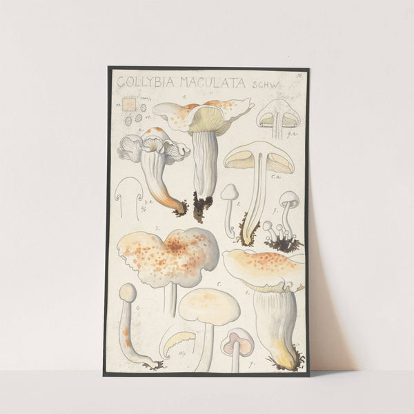 Collybia maculata, Schw (1915-1945) by Hans Walty