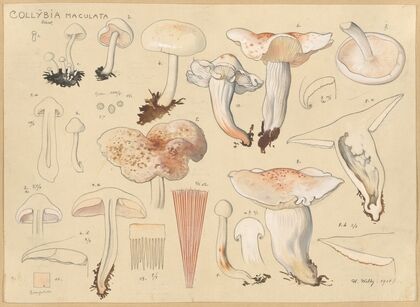 Collybia maculata, Schw. (1915-1945)