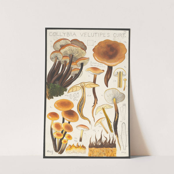 Collybia velutipes Curt (1915-1945) by Hans Walty