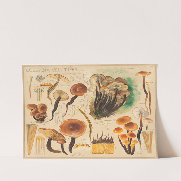 Collybia velutipes Curt. (1915-1945) by Hans Walty