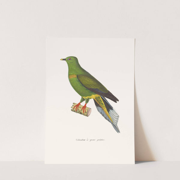 Colombar A Queue Pointue by Coenraad Jacob Temminck