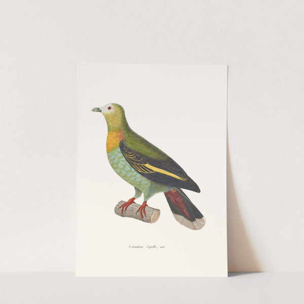 Colombar Capelle by Coenraad Jacob Temminck