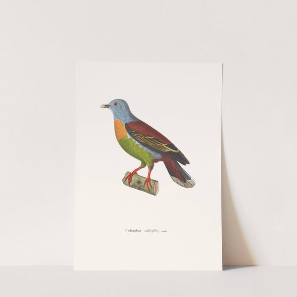 Colombar Odorifère. by Coenraad Jacob Temminck