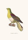 Colombar Siebold.