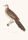 Colombe A Collier Roux