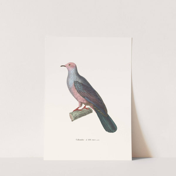 Colombe A Tête Rose by Coenraad Jacob Temminck