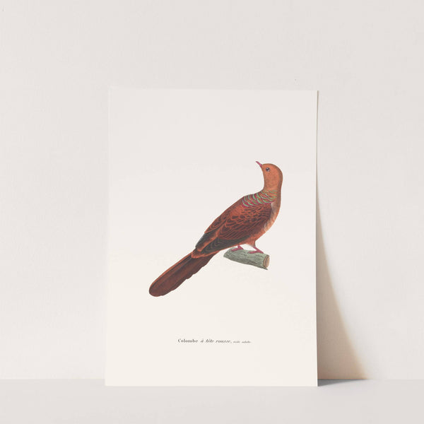 Colombe A Tête Rousse by Coenraad Jacob Temminck