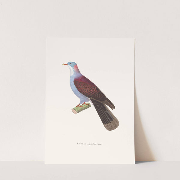 Colombe Capistrate. by Coenraad Jacob Temminck