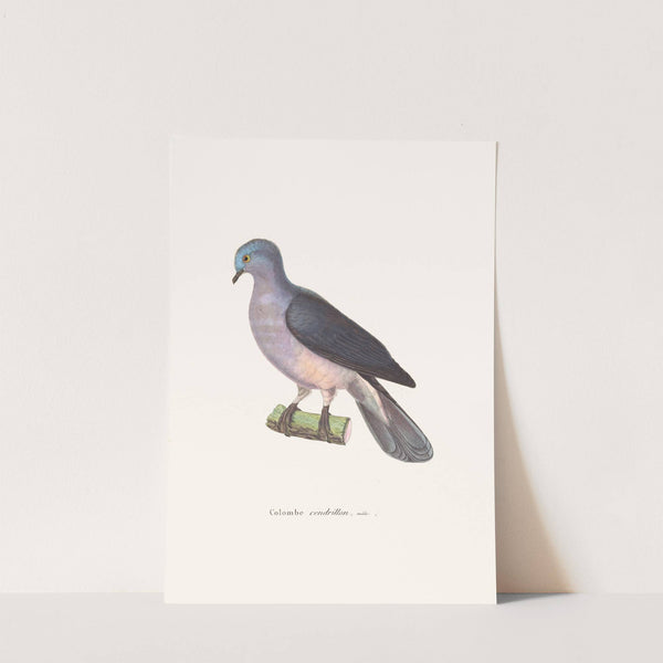 Colombe Cendrillon. by Coenraad Jacob Temminck