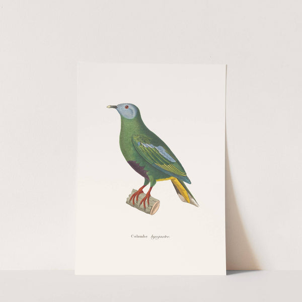 Colombe Hyogastre by Coenraad Jacob Temminck