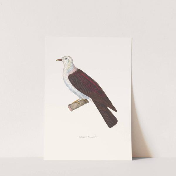 Colombe Leucomele. by Coenraad Jacob Temminck