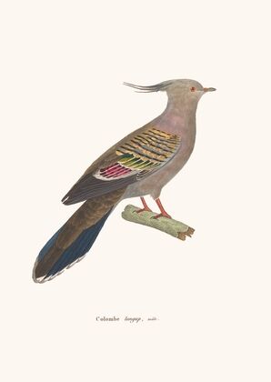 Colombe Longup
