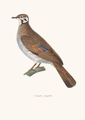 Colombe Marquetée