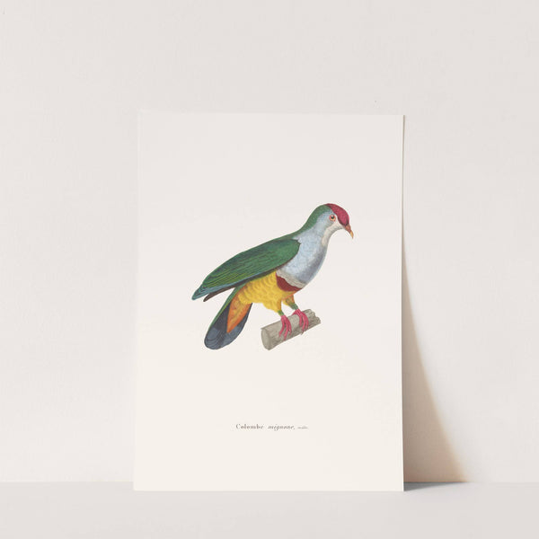 Colombe Mignonne by Coenraad Jacob Temminck