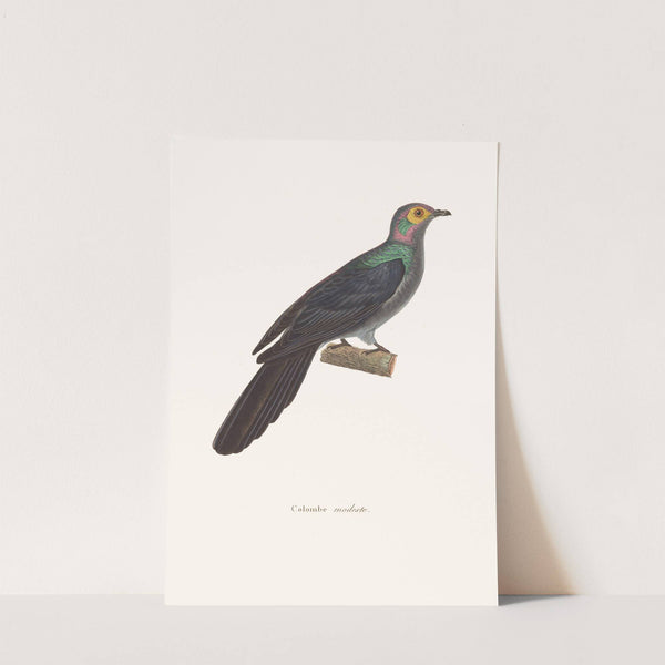 Colombe Modeste by Coenraad Jacob Temminck