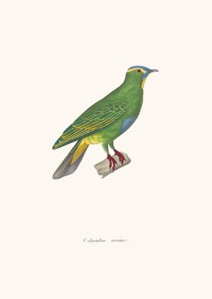 Colombe Moine.