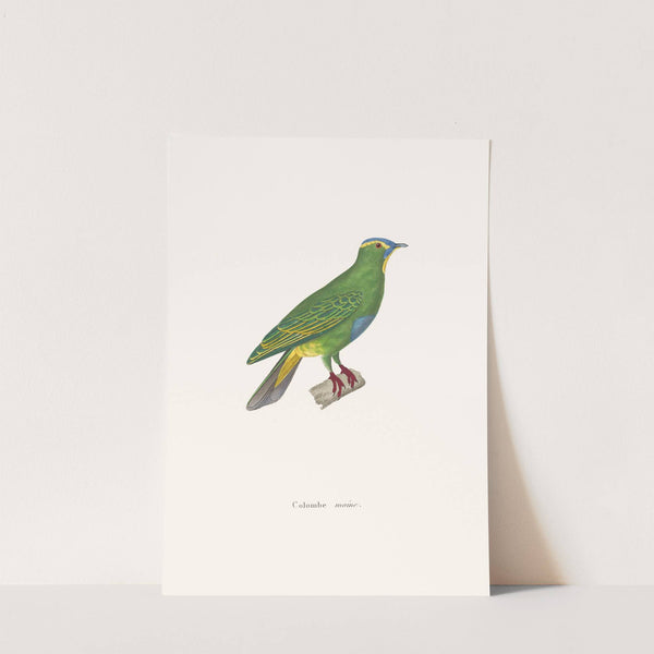 Colombe Moine. by Coenraad Jacob Temminck