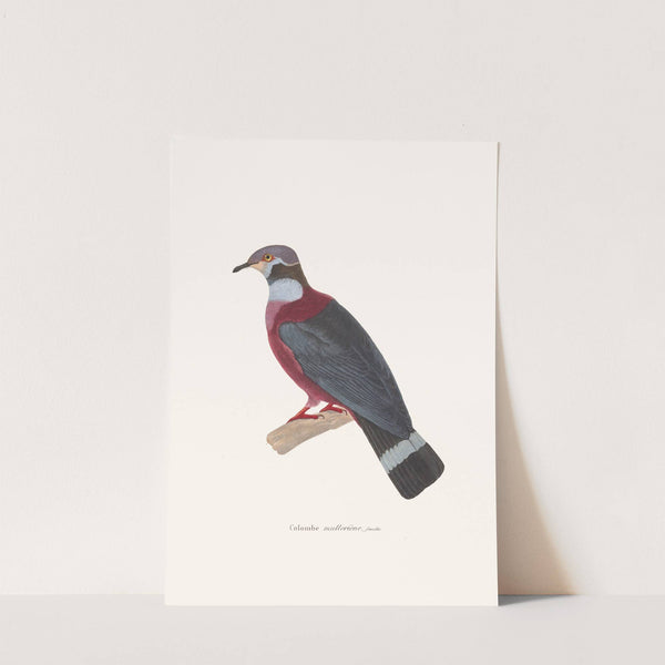 Colombe Mulleriène. by Coenraad Jacob Temminck