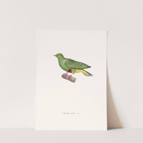 Colombe Naine. by Coenraad Jacob Temminck