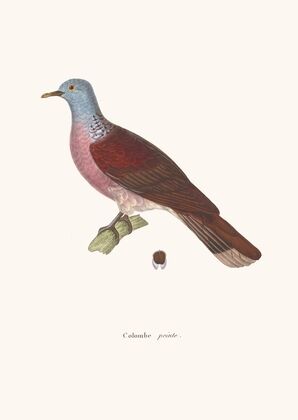 Colombe Peinte