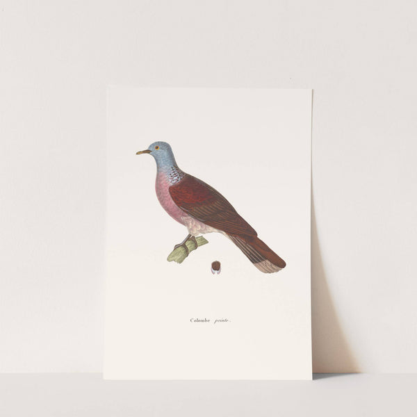 Colombe Peinte by Coenraad Jacob Temminck